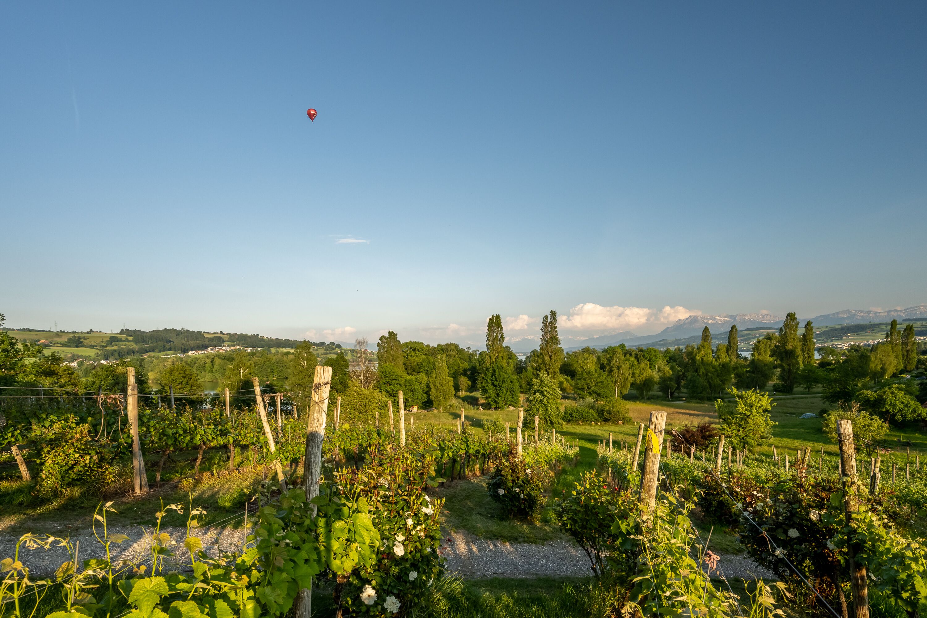 A vineyard with rows of grapevines and a clear sky.