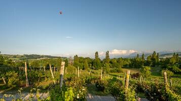 A vineyard with rows of grapevines and a clear sky.