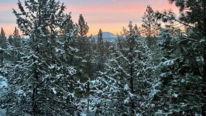 Une forêt dense d’arbres recouverts de neige, avec une montagne en arrière-plan.