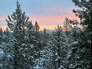 Une forêt dense d’arbres recouverts de neige, avec une montagne en arrière-plan.