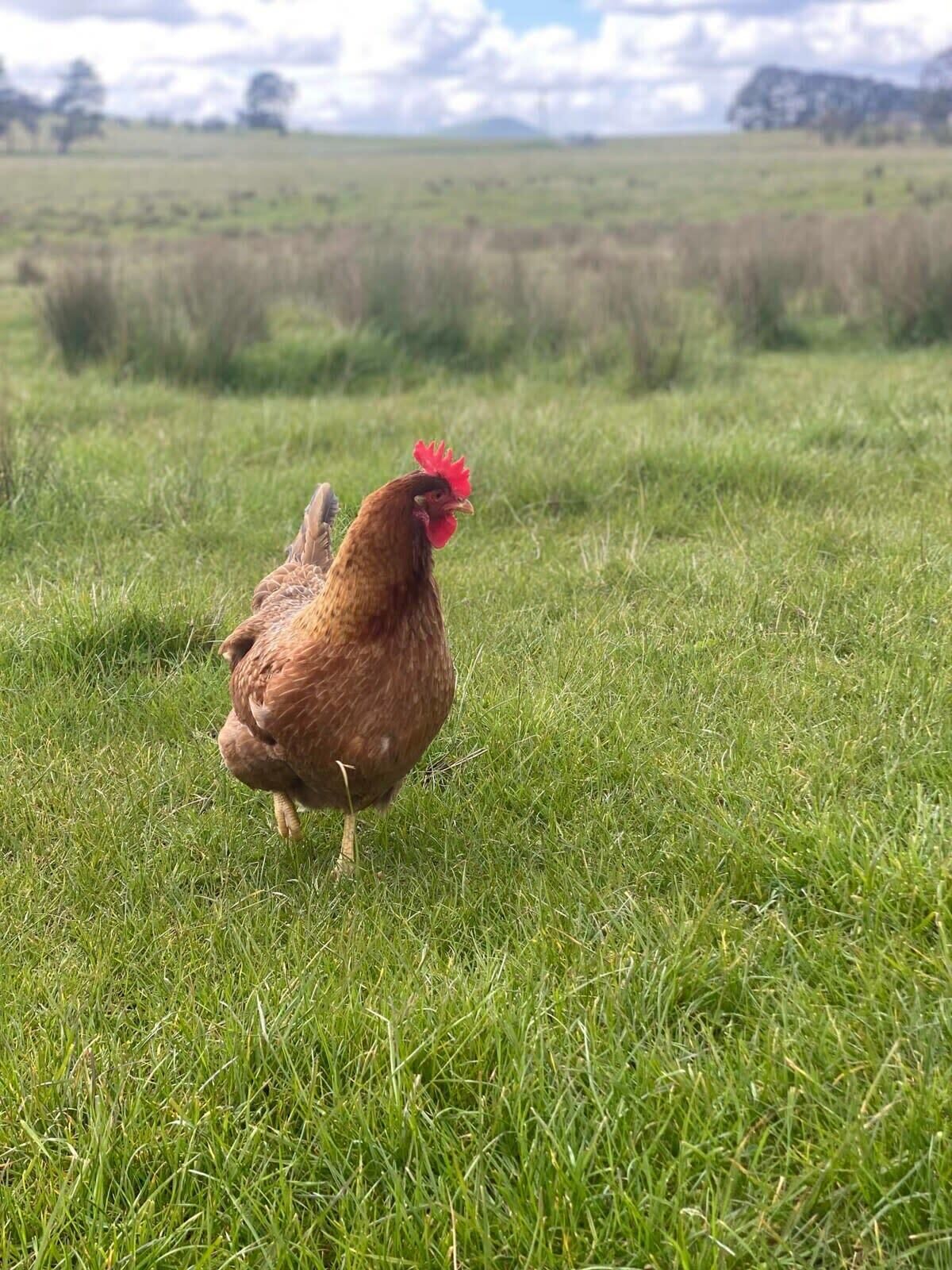 Uma galinha caminhando em um campo gramado.