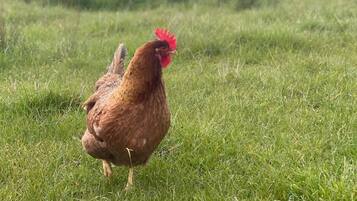 Uma galinha caminhando em um campo gramado.