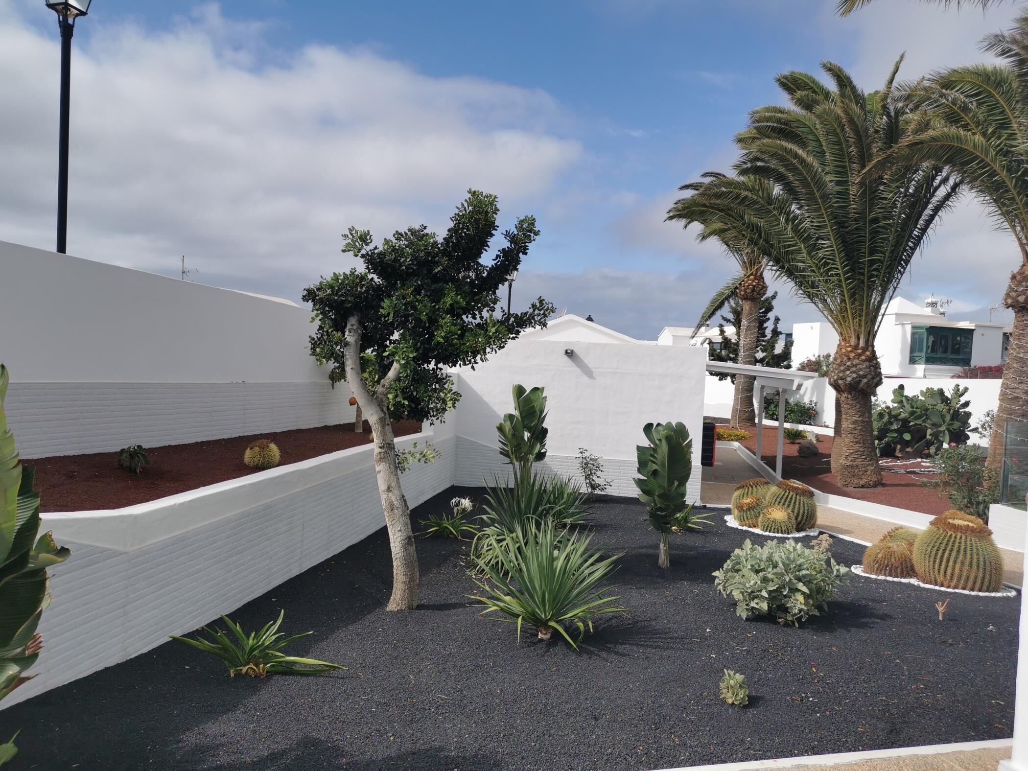 A rooftop garden with various plants, a white wall, and a clear sky.