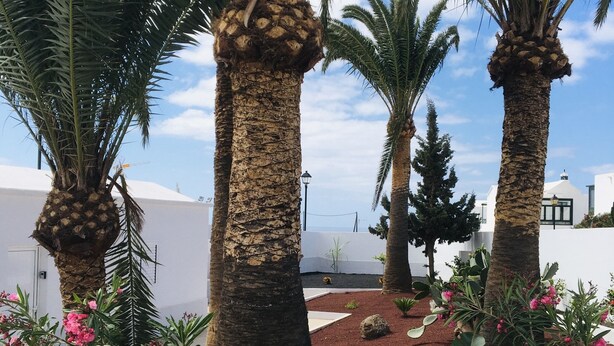 Un jardín con palmeras y flores rosadas.