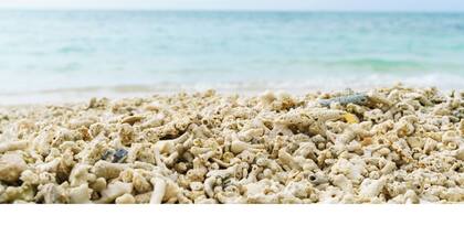 Nonsmoking standard twin room without meals A l / Shimajiri-gun Okinawa