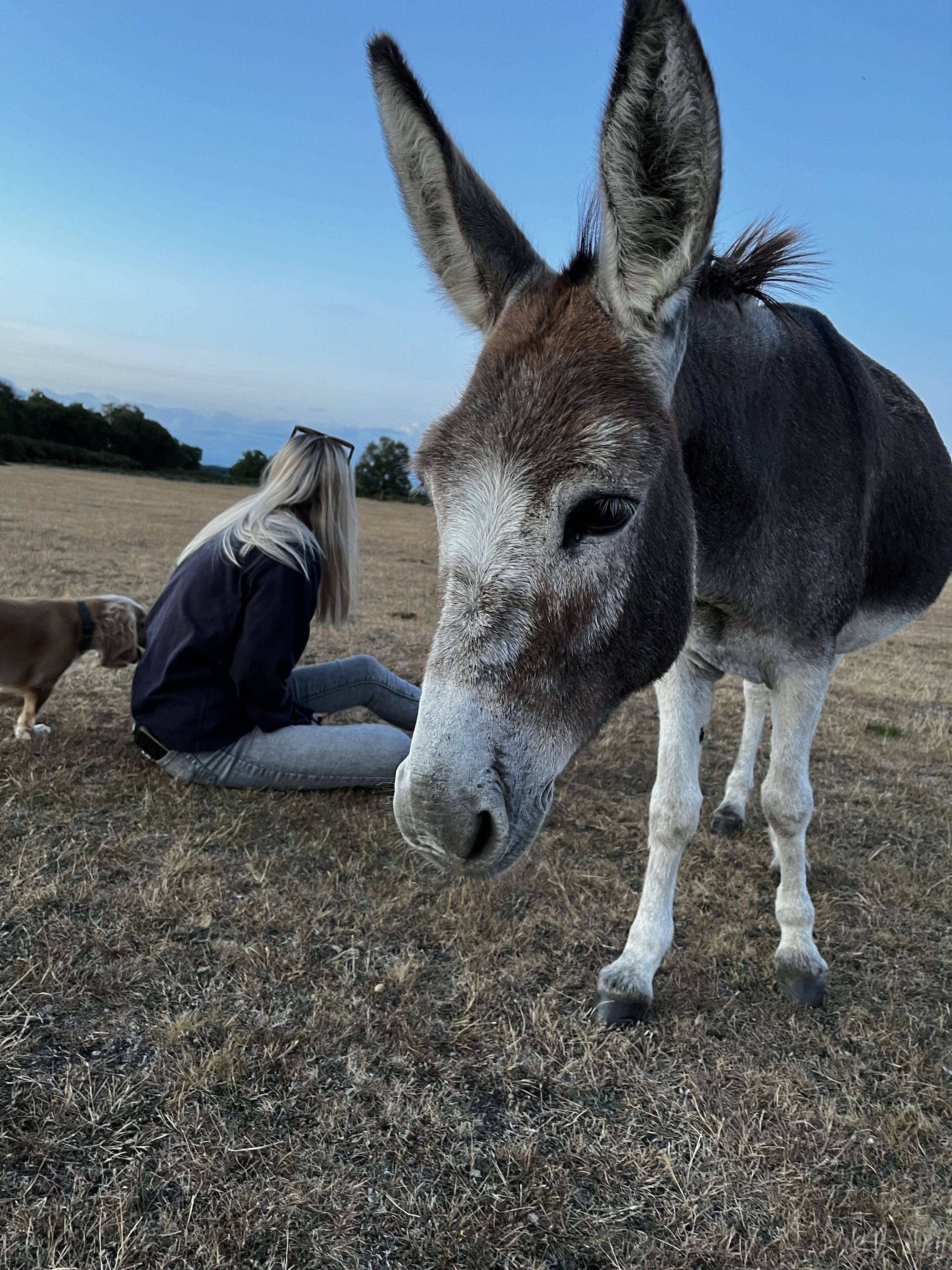 A person sitting on the ground next to a donkey in a field.