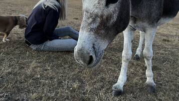 A person sitting on the ground next to a donkey in a field.