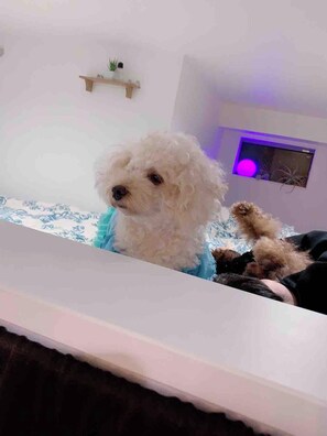 2 Schlafzimmer, Schreibtisch, Bügeleisen/Bügelbrett, kostenloses WLAN