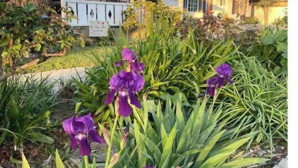 Une maison avec un jardin devant, agrémenté de fleurs violettes et d’un drapeau américain.