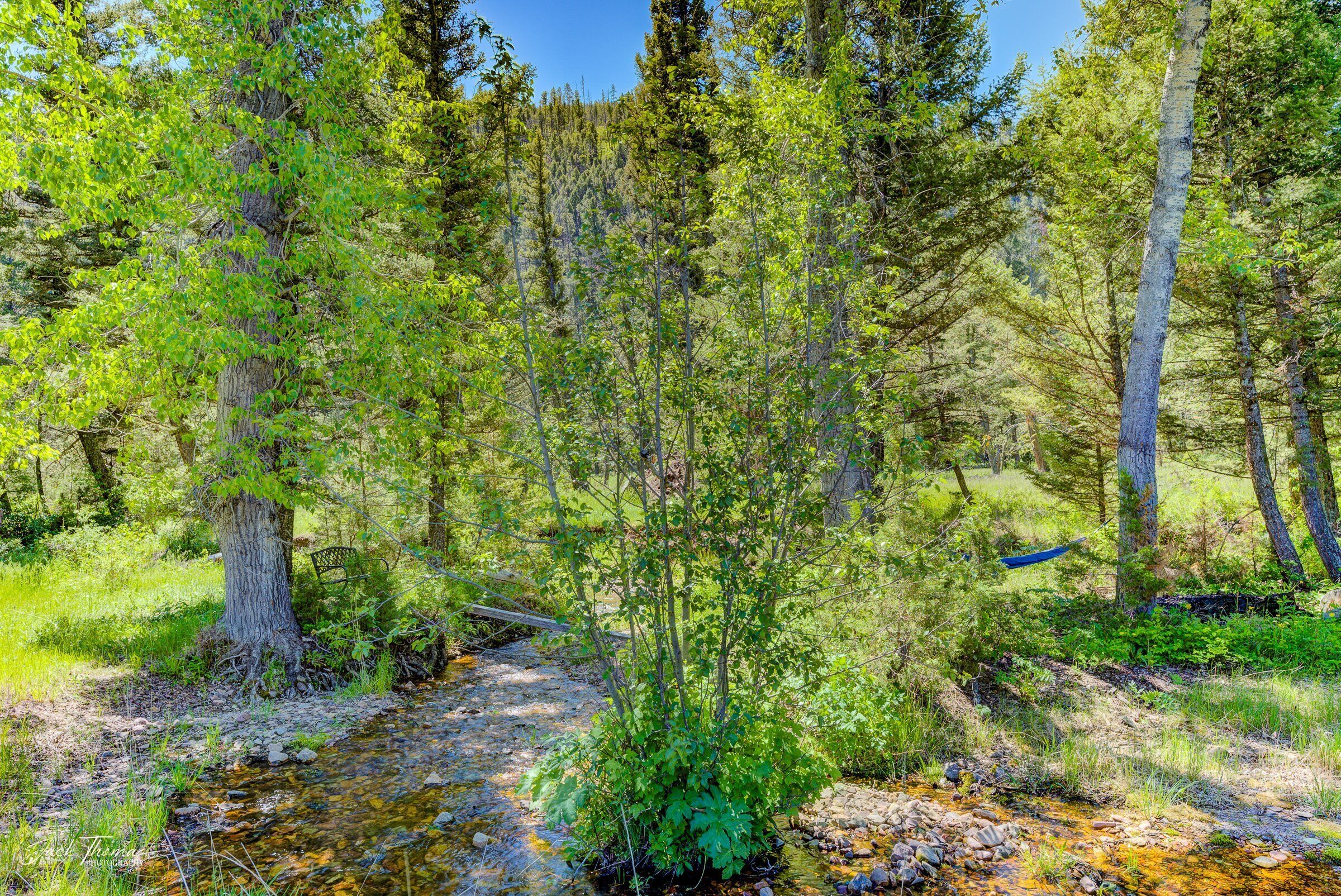A forested area with a stream, trees, and a bench.