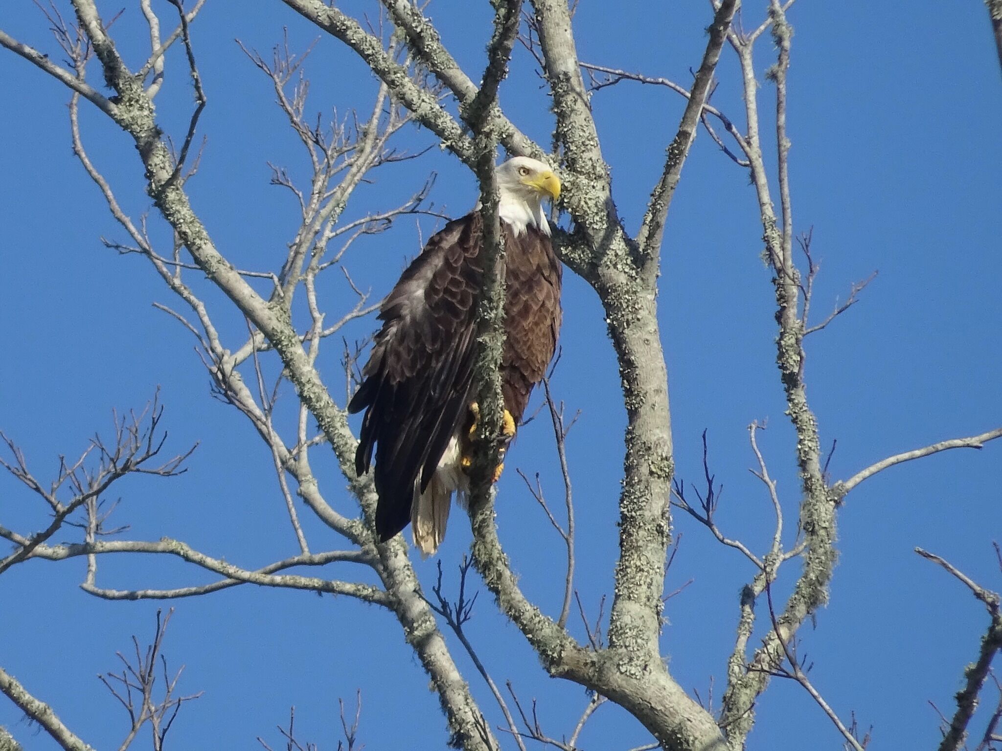 Un águila calva posada en una rama de árbol.