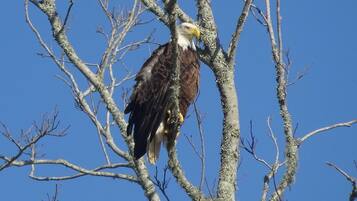 Un águila calva posada en una rama de árbol.