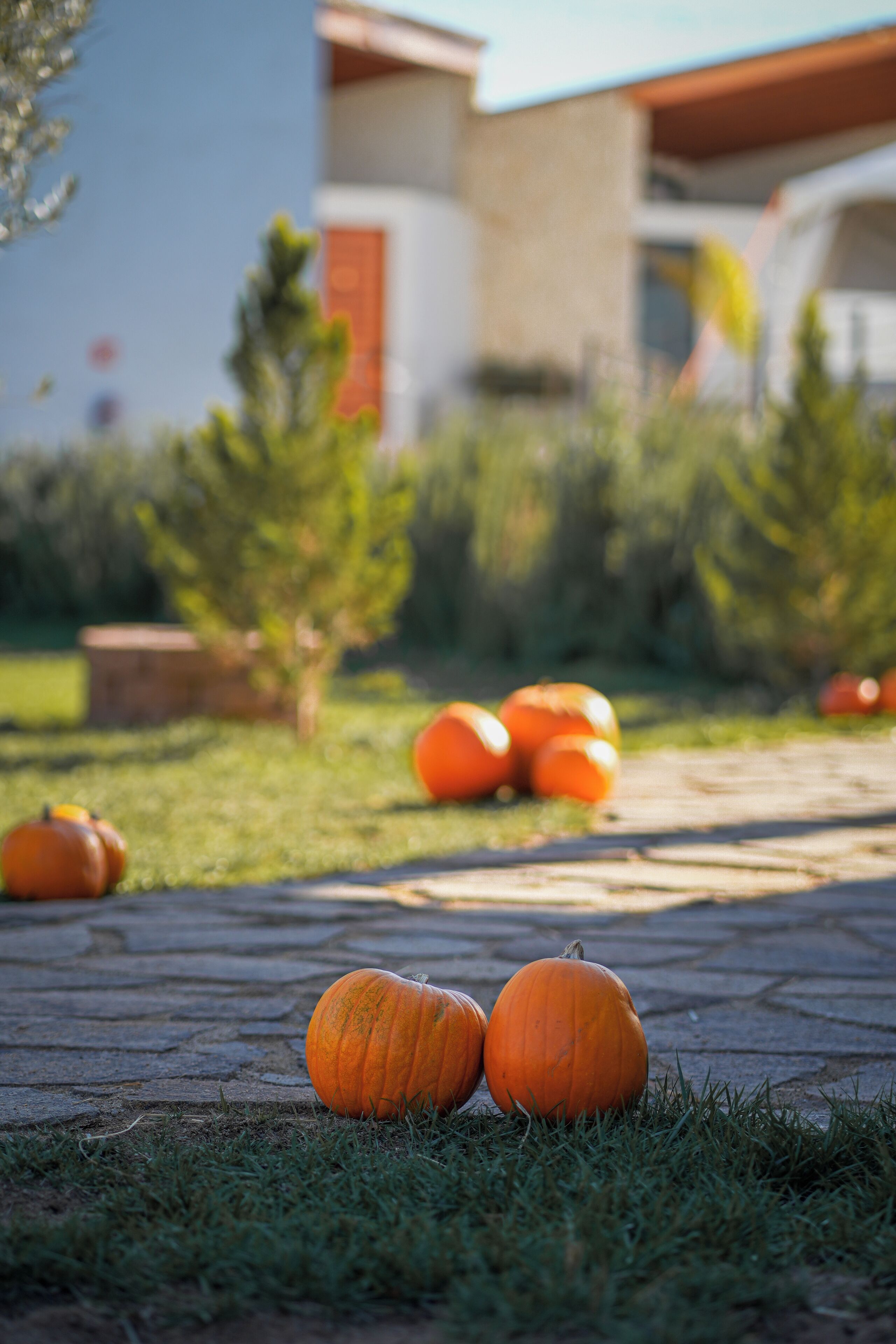 A paved pathway with pumpkins and greenery, leading to a building with a red door and a white wall.