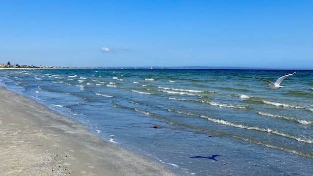 A beach with waves, a seagull, and a clear sky. - Beach Rd | Kids & Pet Friendly | Free Parking (Mordialloc)