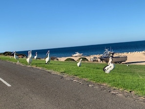 Beach - Villa By the Sea 4 Bedrooms -Sea View Rural View 2 minutes walk to Emu Bay beach (Emu Bay Kangaroo Island)