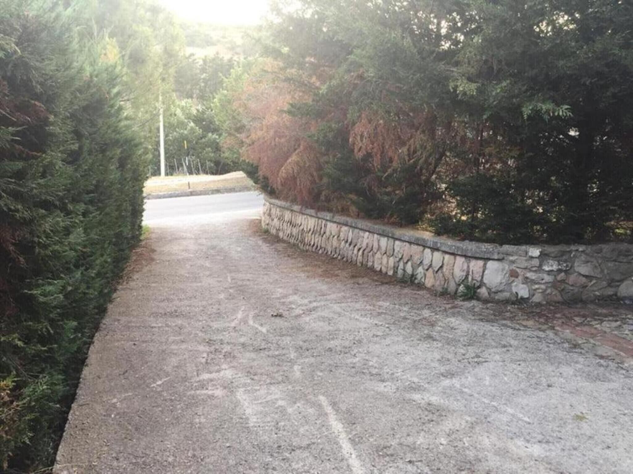 A paved pathway bordered by dense evergreen trees and a stone wall.