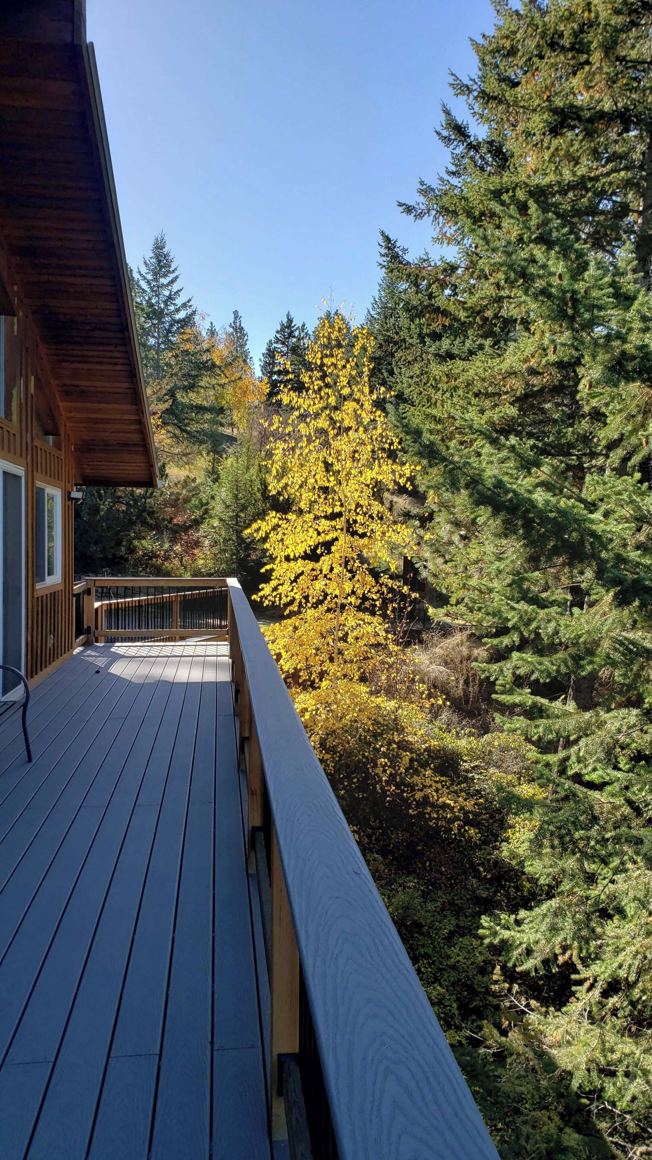 Une terrasse en bois dotée d’une balustrade, entourée d’une forêt dense et agrémentée d’un arbre remarquable aux feuilles jaunes.