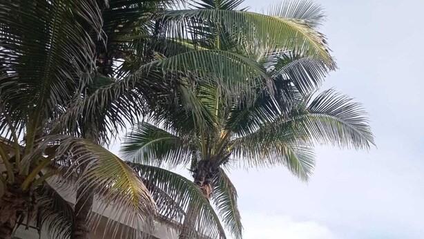A beachside building with large windows overlooking the ocean, surrounded by palm trees and greenery.