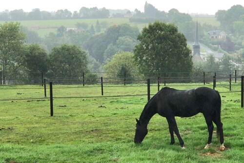 Propriété Equestre - Maison Anglo-normande - Ecurie Privée