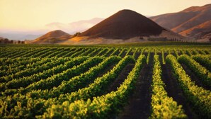 Un vignoble avec des rangées de vignes et une montagne en arrière-plan.