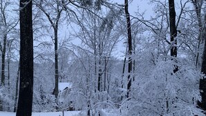 A snowy forest scene with tall trees and a clear sky.
