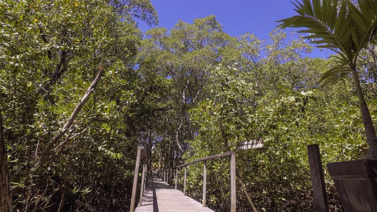 A wooden boardwalk through a dense forest with a clear sky above.