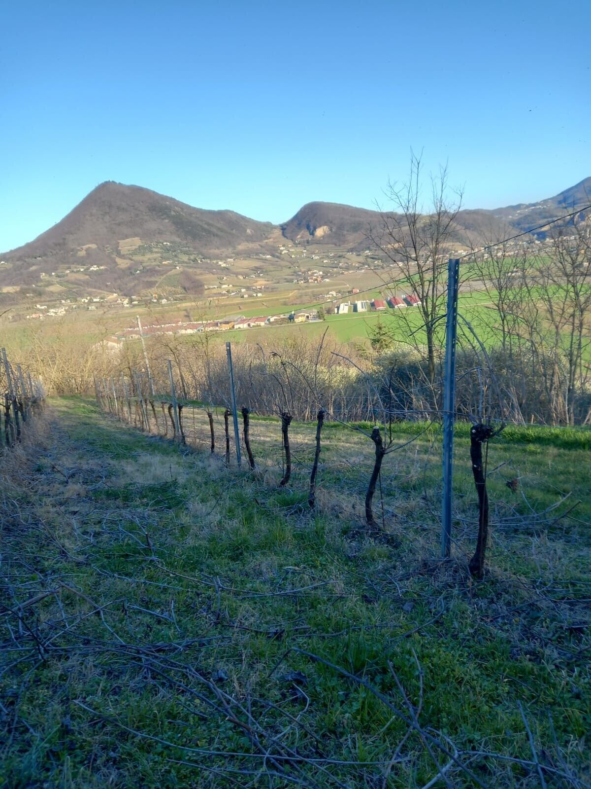 A vineyard with rows of grapevines, a mountain in the background, and a clear sky.