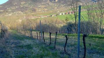 A vineyard with rows of grapevines, a mountain in the background, and a clear sky.