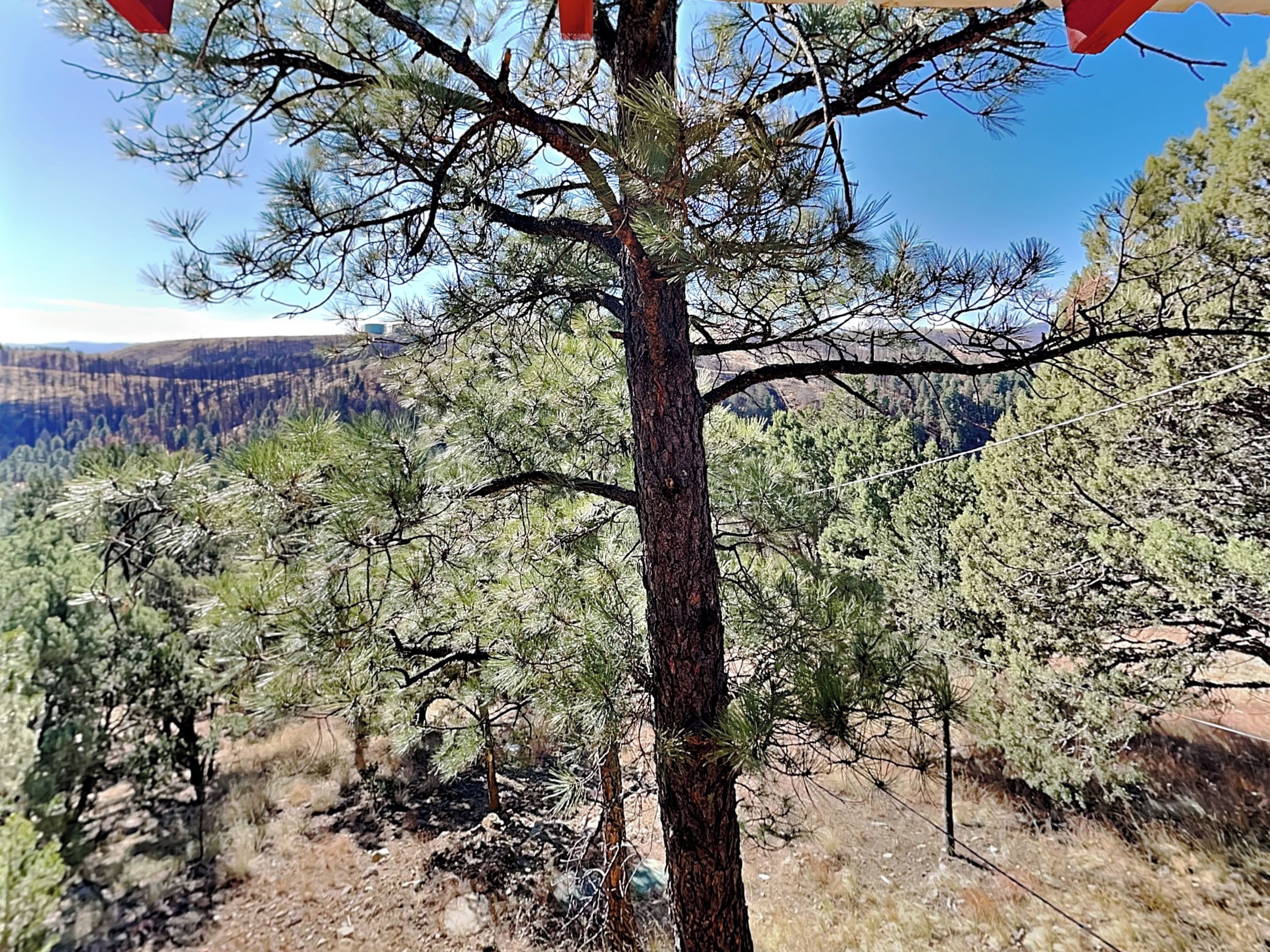 A tree with a clear view of the surrounding forest and distant mountains.