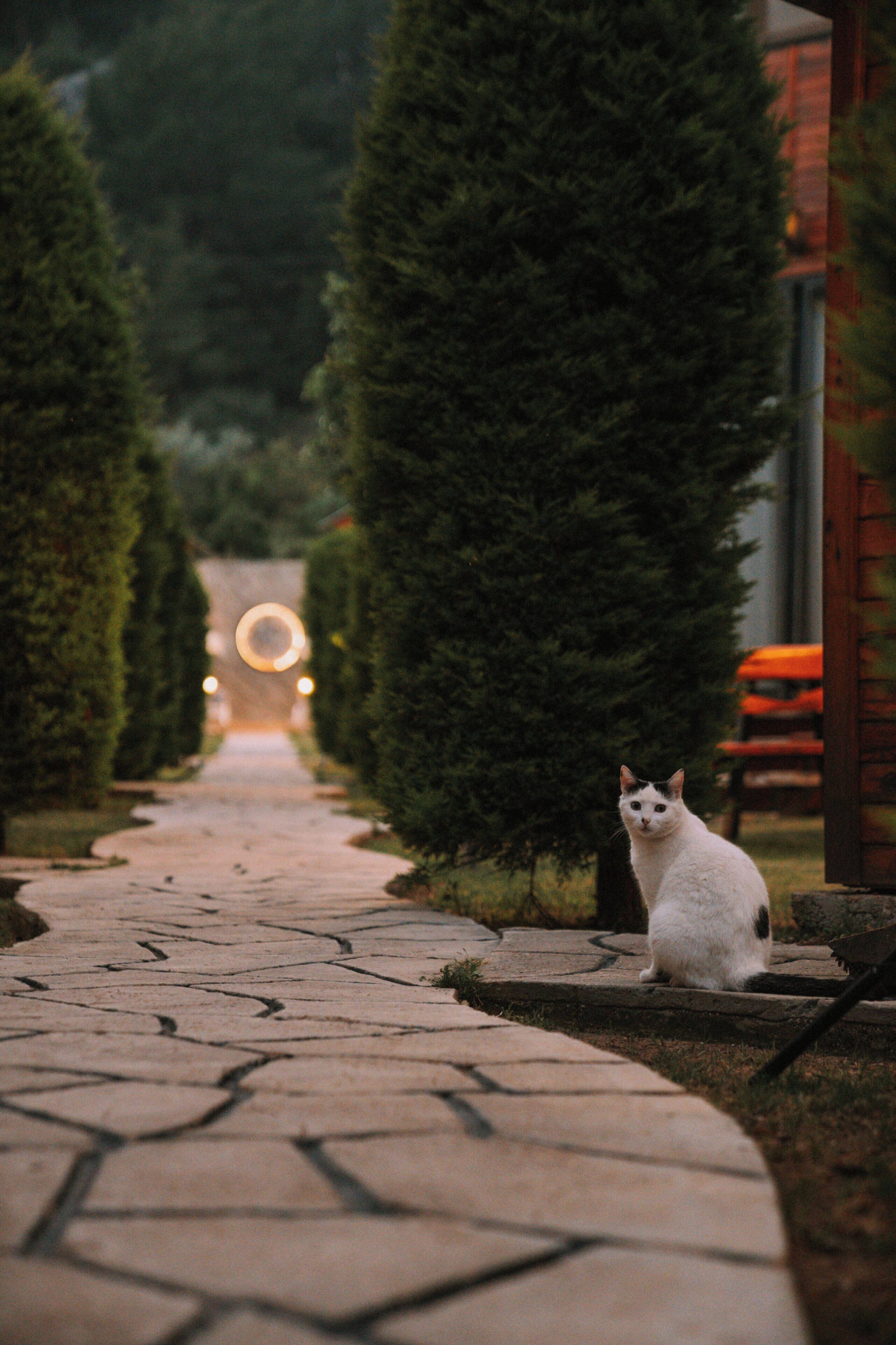 Un sendero bordeado de árboles y un gato sentado en un borde de piedra.