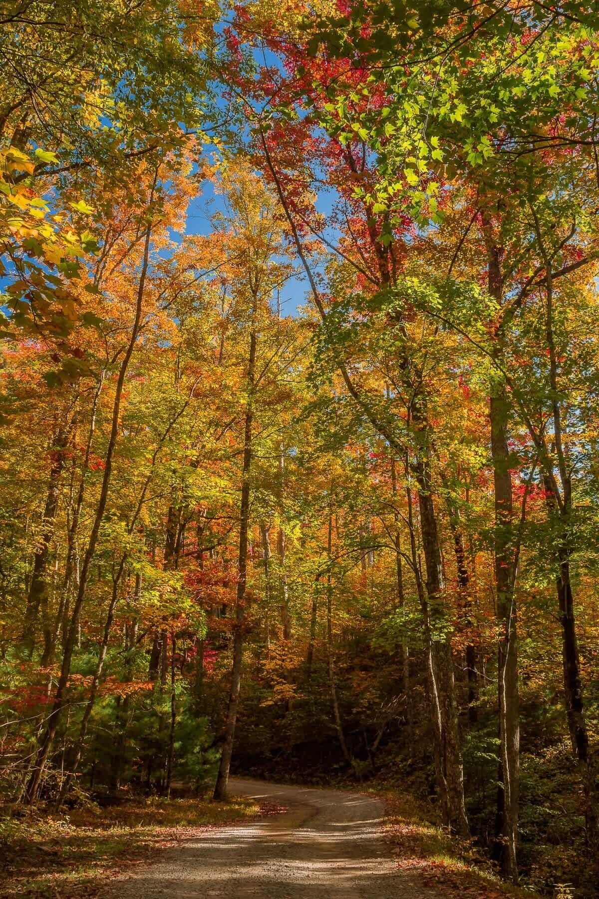 Een bosweg omzoomd door bomen met herfstkleuren.