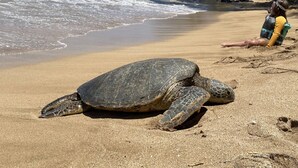 Une grande tortue de mer sur une plage de sable, avec les vagues de l’océan en arrière-plan.