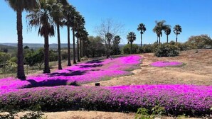 A landscape with rows of purple flowers and palm trees. - Ocean Breezes VRBO (Fallbrook)