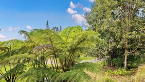 A lush green landscape with dense ferns and trees, a clear sky, and a path leading through the foliage. - Peaceful Mountain Retreat- Jungle Mountain Vibes (Holualoa)