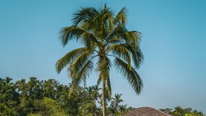 A pathway leading to a thatched-roof structure surrounded by lush greenery and a palm tree. - Kanva Ubud (Tegallalang)