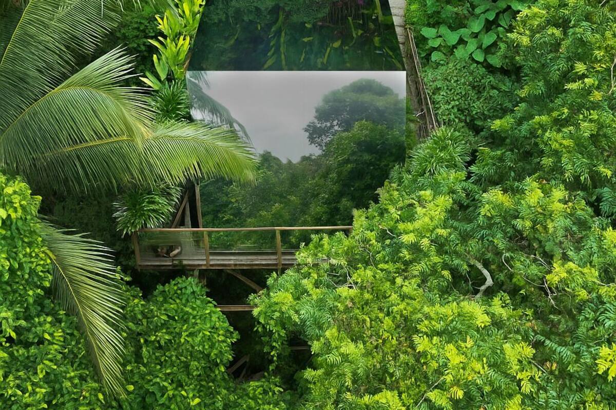 A glasshouse structure surrounded by dense tropical foliage.