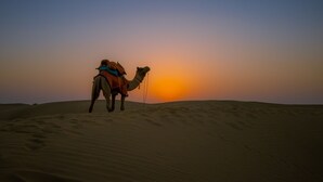 A camel with a saddle and a rider in a desert at sunset. - Marvin Desert Camp (Jaisalmer)