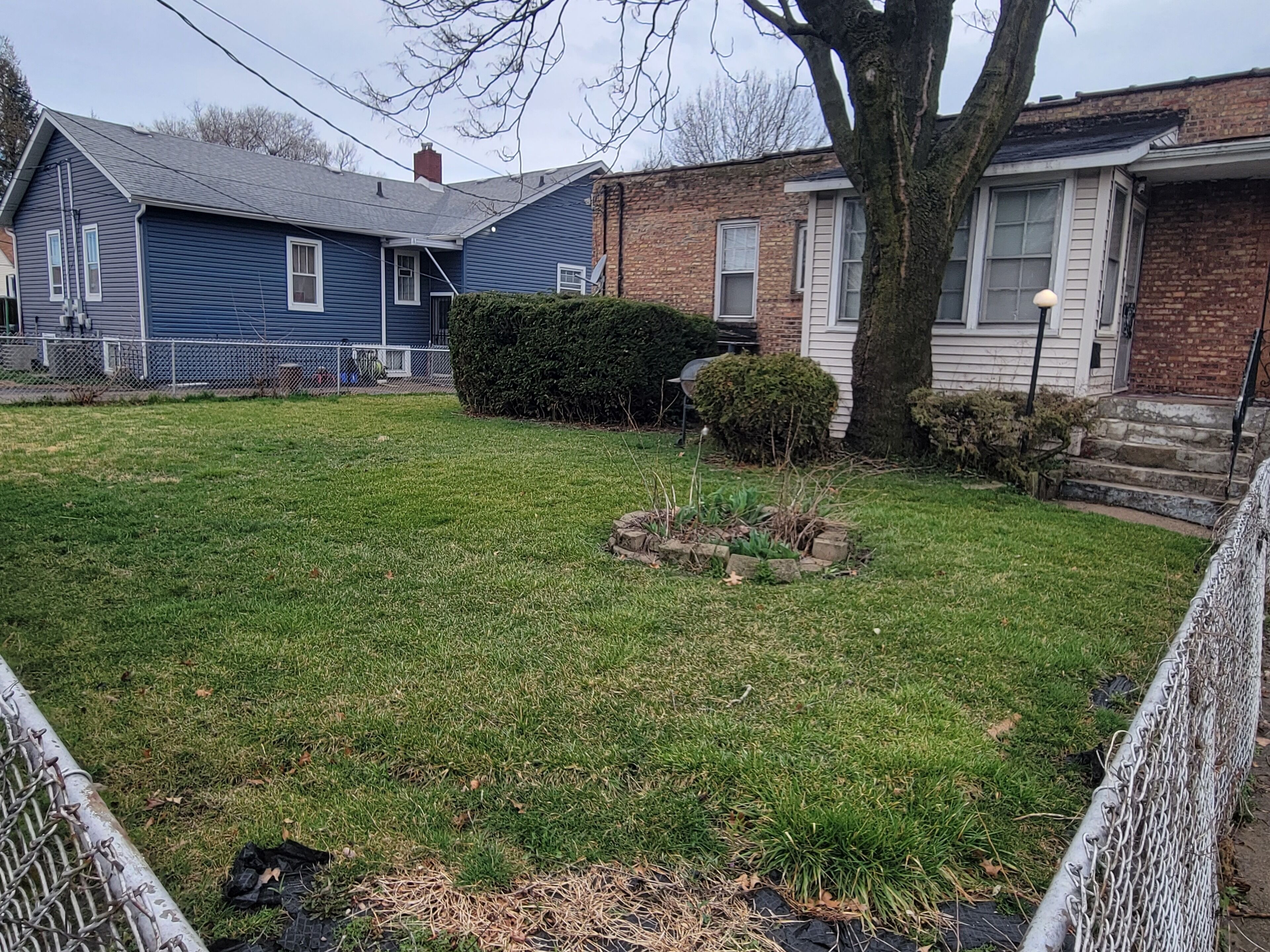 A residential lawn with a small garden bed, a tree, and a chain-link fence.