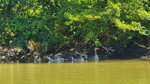 A group of ducks swimming in a body of water with dense foliage in the background. - Gîte La Longère Proche de Saint-valéry, au Coeur de la Baie de Somme (Saigneville)