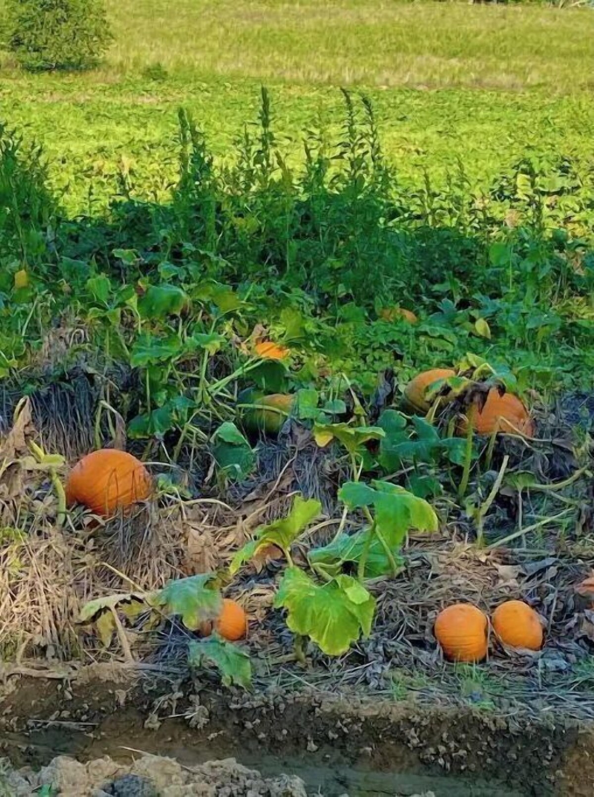 Imagen de perfil del propietario o de la propietaria