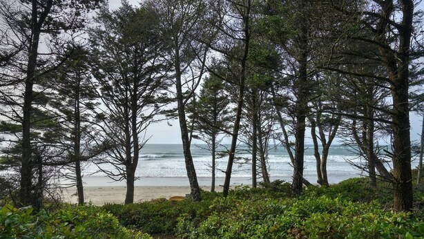 A coastal path leading to a beach with dense trees and ocean views. - Mermaid's Rest  Oceanfront A Frame  Pet Friendly (Otter Rock)