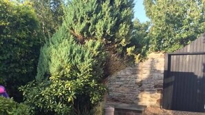 A stone patio with a large vase, a wooden fence, and dense greenery.