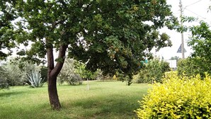A well-maintained grassy area with a large tree and a yellow shrub.
