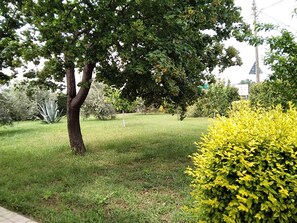Uma área gramada bem cuidada, com uma árvore grande e um arbusto amarelo.