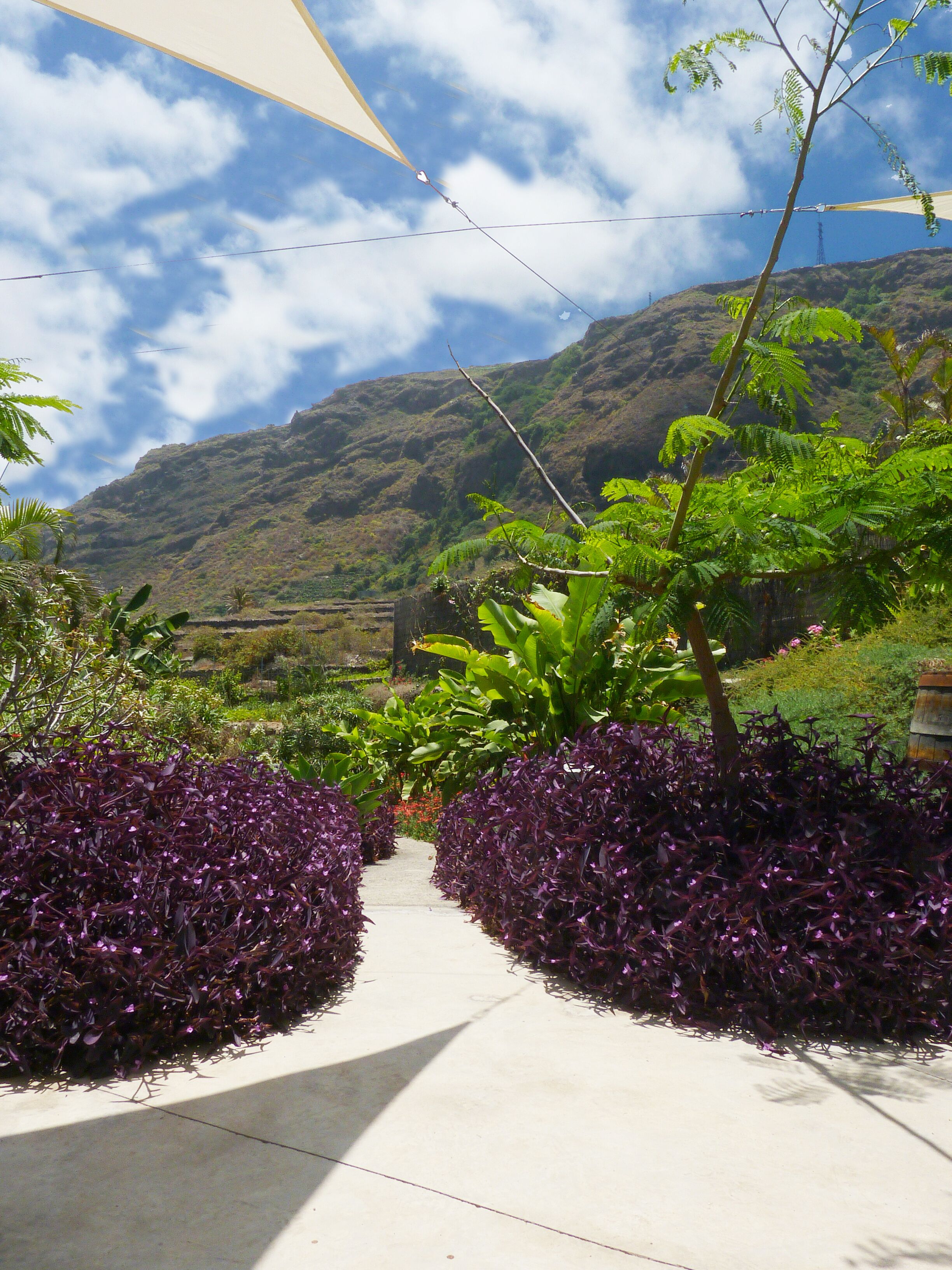 A pathway flanked by purple foliage, leading towards a mountainous backdrop.
