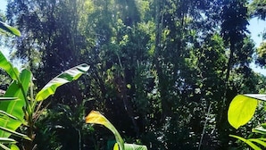 Una piscina envoltada per vegetació tropical exuberant.