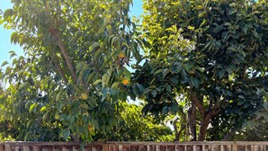 Un tavolo rotondo in vetro con quattro sedie, una recinzione in legno e alberi sullo sfondo.