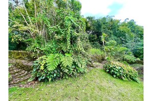 Property grounds - Adorable Cottage w/ Jungle & Mountain Vibes (Holualoa)