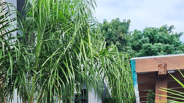 A modern outdoor area with a pool, wooden deck, and various plants. - Beautiful Townhouse with 3 suites, Pool and Garage for 4 Cars (Florianópolis)