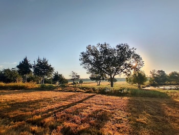 The Yellow Rose Of Texas